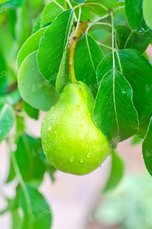 Preview: pear on the tree