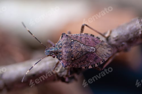 Preview: Brown marmorated stink bug, chinche parda marmorada