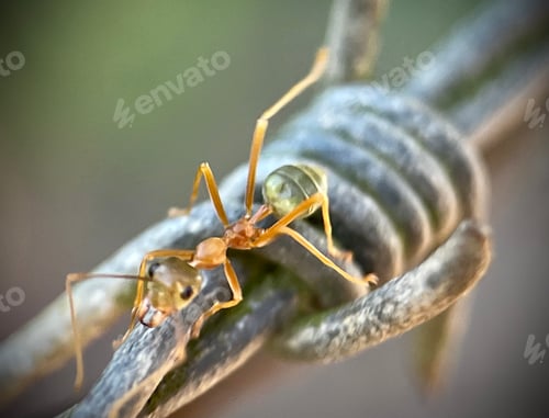 Preview: Close up of a green ant crawling on a barbed wire fence