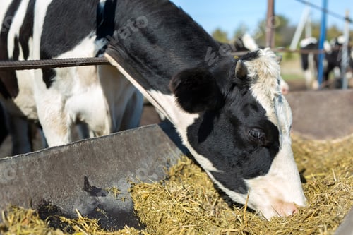 Preview: Cows on a farm in a paddock against a blue sky background.