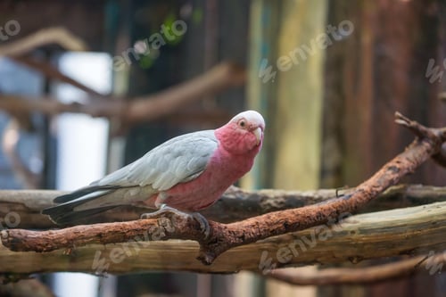 Preview: bird, cockatoo galah, parrot, pet