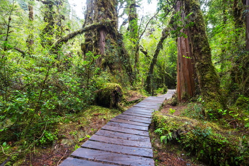 Preview: Boardwalk in the forest