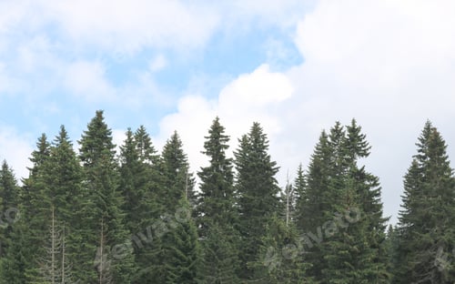 Preview: Pine trees