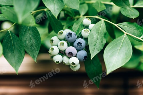 Preview: Fresh organic blueberries in garden