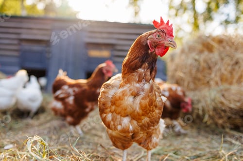 Preview: chicken close up on background of chicken eco farm, free range chicken farm