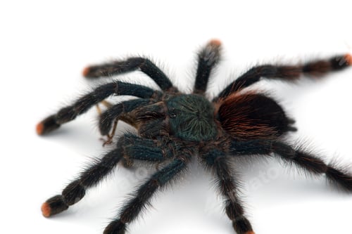 Preview: The Antilles pinktoe tarantula isolated on white background