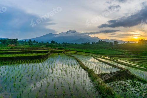 Preview: Fasting Season at Dawn Rice Farmers Working in Kemumu Agricultural Area, Indonesia