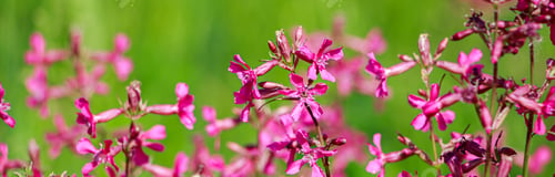 Preview: Pink wild flower close up. Natural background. Growing flowers in the garden.