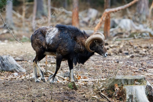 Preview: The mouflon (Ovis orientalis orientalis group)