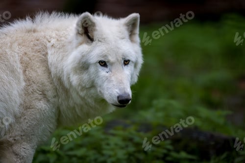 Preview: White wolf in a green forest setting.
