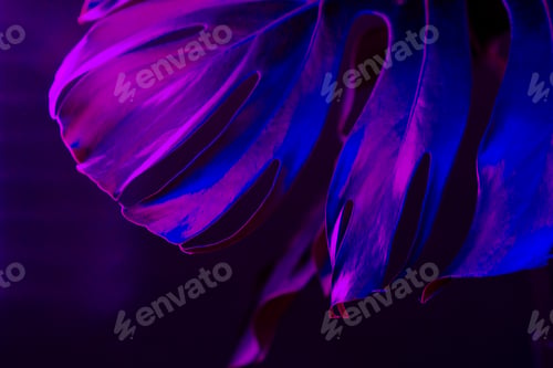 Preview: Monstera leaf in blue neon light close up