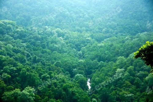 Preview: Aerial top view of Fog covers forest, View from above
