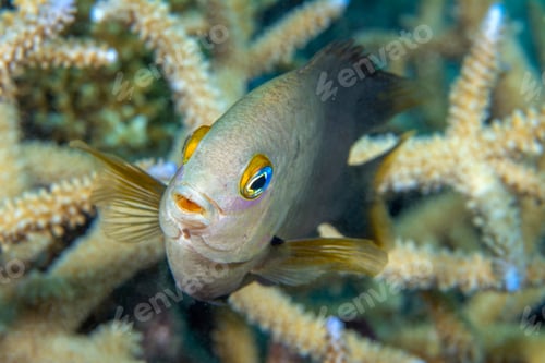 Preview: Damselfish in coral