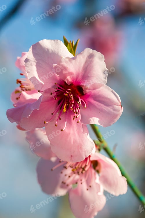 Preview: Peach tree flowers are pink