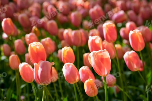Preview: Blooming tulips flowerbed in Keukenhof flower garden, Netherland