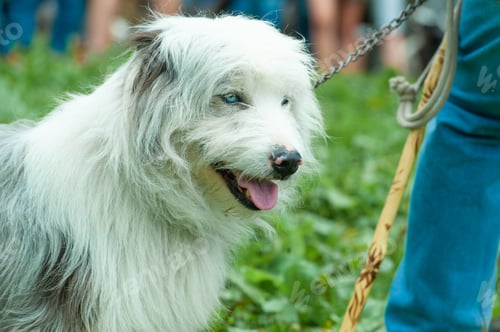Preview: White shepherd dog
