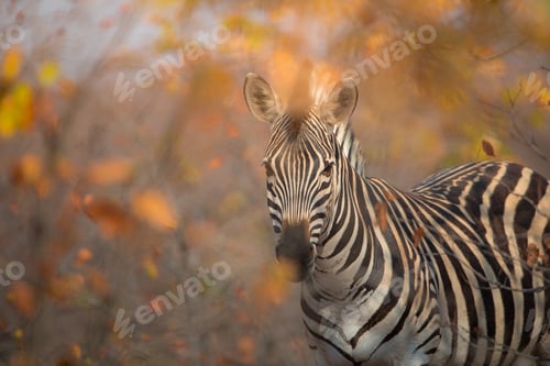 Preview: Selective focus shot of a zebra looking towards the camera