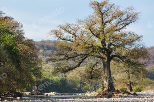 Preview: River in Mexico