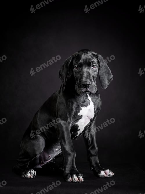 Preview: Portrait of a great dane puppy on black background