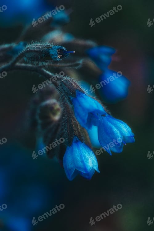 Preview: Beautiful vertical closeup shot of blue symphytum flowers