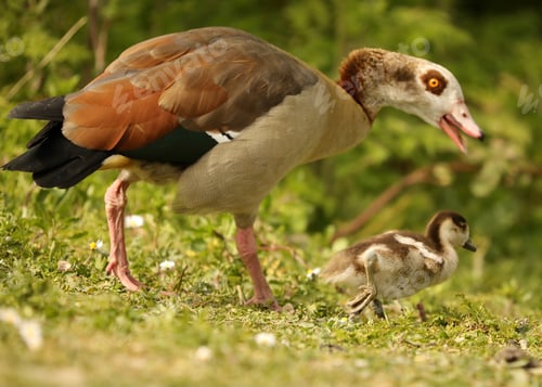 Preview: Egyptian goslings springtime with mummy goose