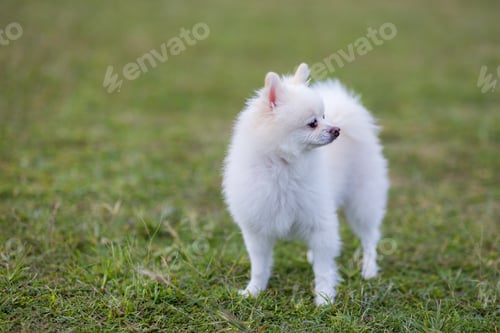 Preview: White pomeranian stand on green lawn at park