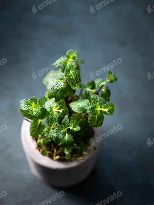 Preview: Fresh mint in a ceramic pot on a dark background close up.