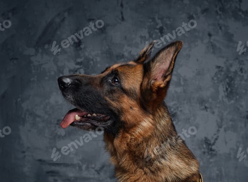 Preview: Headshot of cheerful german shepherd with brown fur