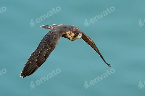 Preview: Peregrine falcon (Falco peregrinus)