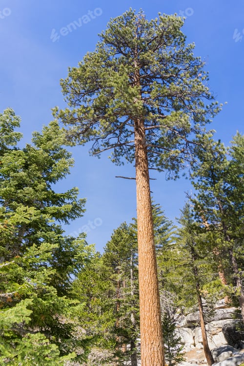 Preview: Tall Ponderosa pine on the trail to San Jacinto Mountain peak, California
