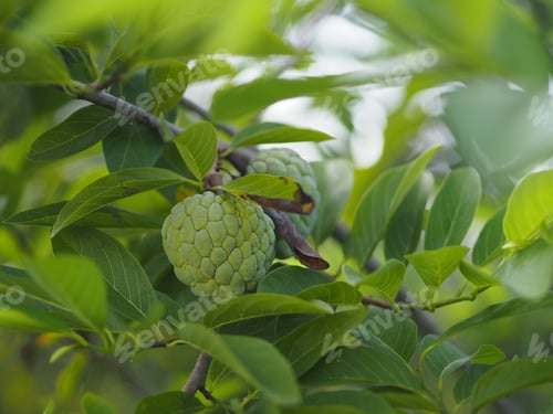 Preview: fruit custard apple tree, sugar apple, sweetsop, or anon, Annona squamosa plants Annona squamosa