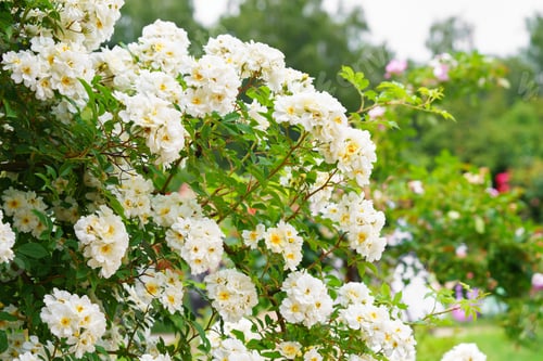 Preview: White Multiflora Rose Bush Flowers Blooming In Garden With Green Leaves And Natural Background