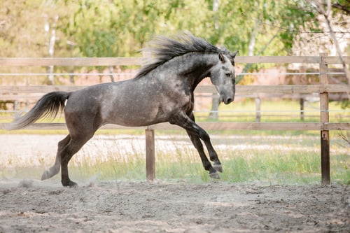 Preview: Beautiful horse portrait in motion in the stallion. Equine. Countryside. Equestrian