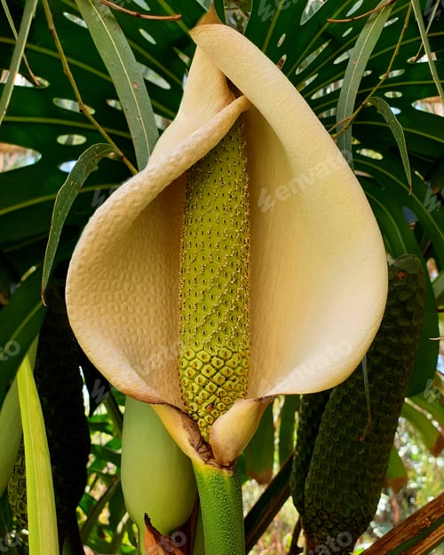 Preview: Monstera deliciosa ,fruit salad plant flower