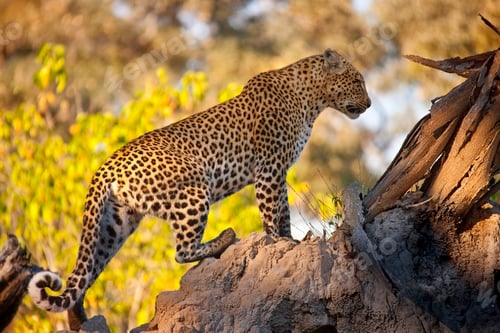 Preview: Leopard - Big Cat - Botswana