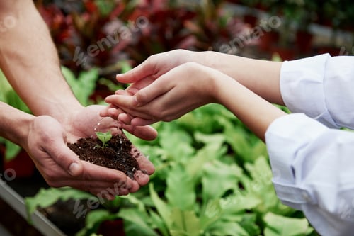 Preview: Woman hands watering the little plant that holding by a men