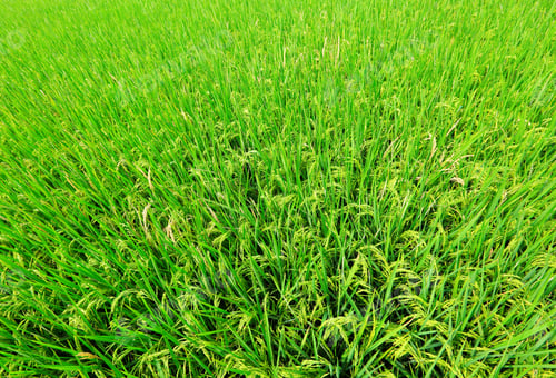 Preview: paddy rice field