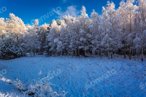Preview: Beautiful frosted forest in winter in Poland