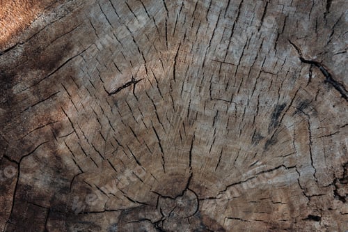 Preview: close-up view of old grey cracked wooden texture