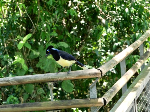 Preview: Close up bird
