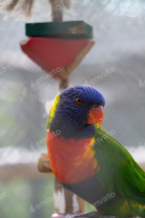 Preview: Loriini parrot perched atop a bird feeder in a natural outdoor setting
