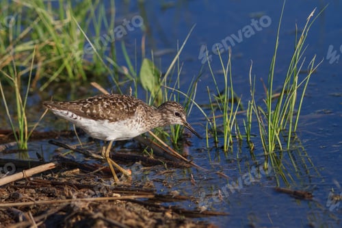 Preview: black tailed godwit