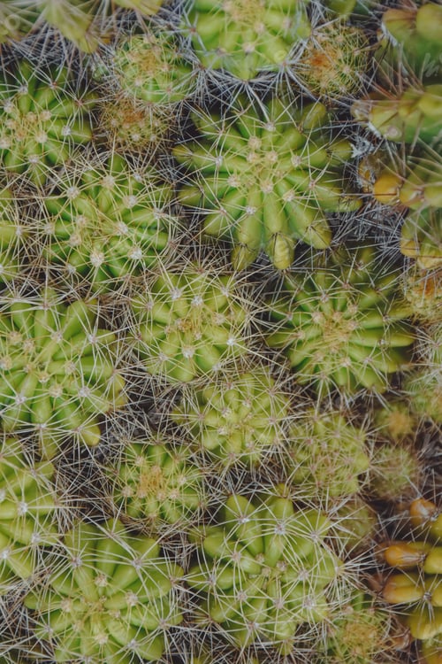 Preview: Variety of green cactus plants in pots. Cactus farming as a hobby concept.
