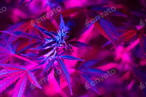 Preview: Bush of cannabis marijuana with a purple pink light on indoor farm