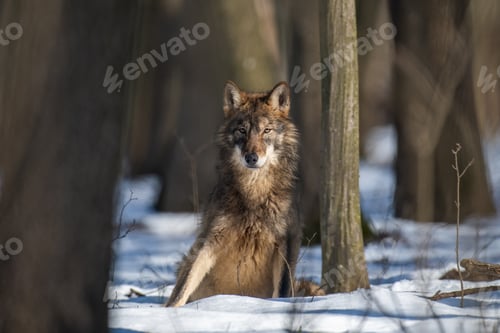 Preview: Wolf in the forest up close. Wild animal in the natural habitat