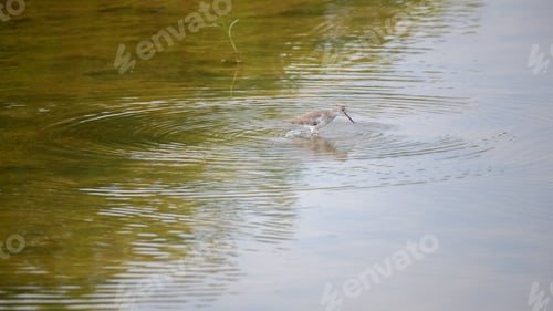 Preview: Common redshank bird forage in shallow waters, creating ripples on the water surface.