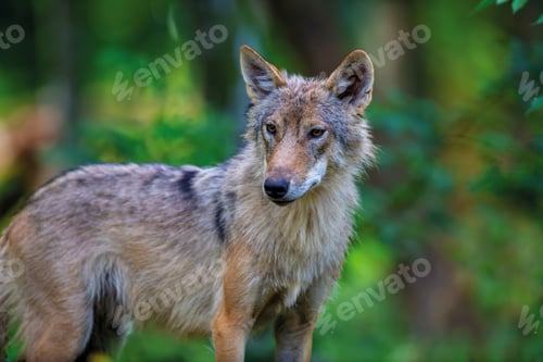 Preview: Wolf in summer forest. Wildlife scene from nature. Wild animal in the natural habitat