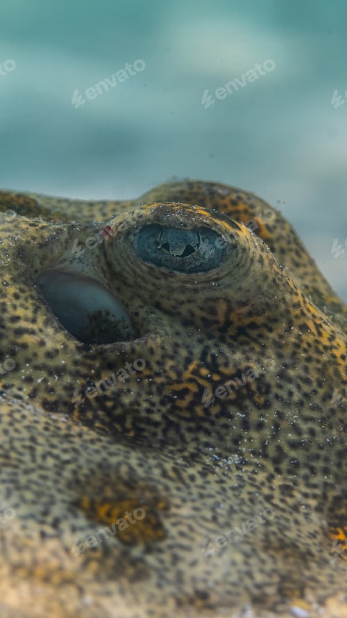 Preview: close up of a golden stingray