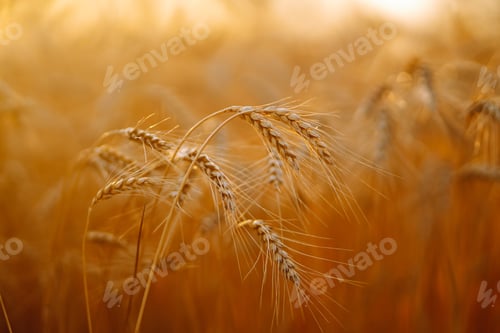 Preview: Sunset wheat golden field in the evening. Growth nature harvest. Agriculture farm.