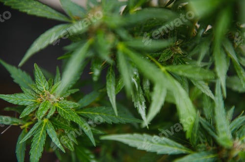 Preview: Background Canopy of Budding Indoor Marijuana Plants.
